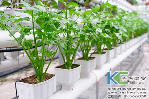 無土栽培，無土栽培技術，無土栽培設備