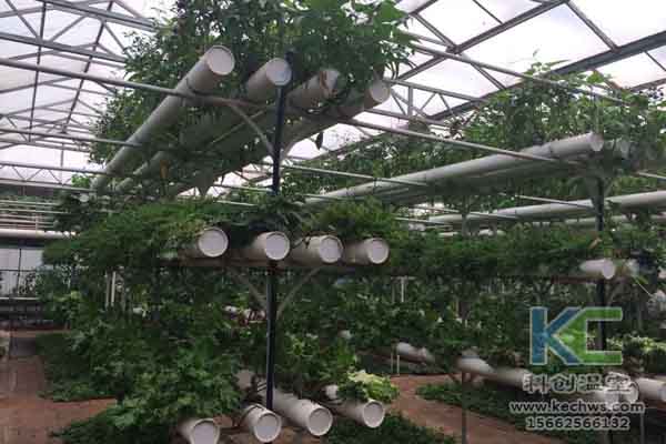 無土栽培技術(shù),無土栽培設(shè)備,無土栽培,溫室大棚