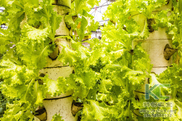 無土栽培，無土栽培技術(shù)，無土栽培設備