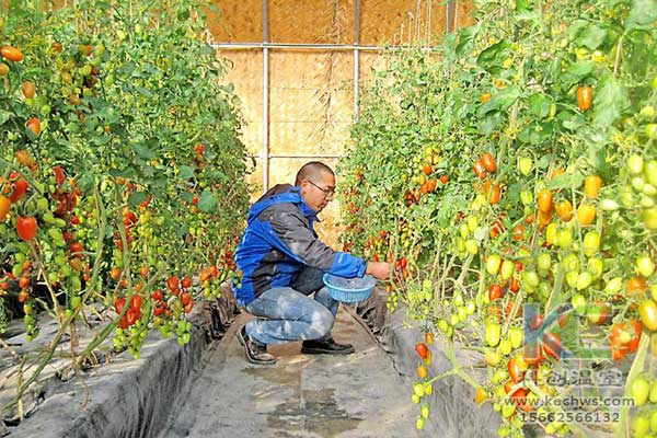 無(wú)土栽培，無(wú)土栽培技術(shù)，無(wú)土栽培設(shè)備