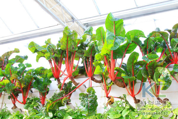 無(wú)土栽培技術(shù)，無(wú)土栽培設(shè)備，無(wú)土栽培，溫室大棚