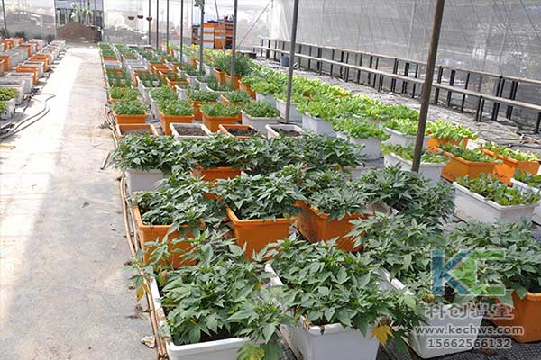 無土栽培，無土栽培技術(shù)，無土栽培設(shè)備