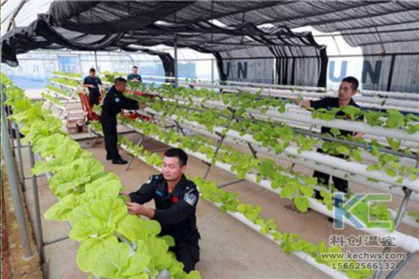 無土栽培，無土栽培技術，無土栽培設備