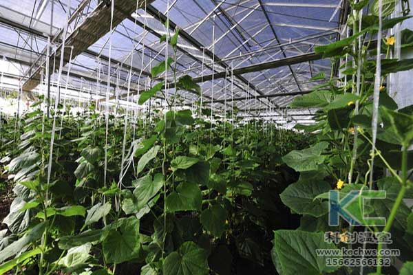 無土栽培，無土栽培技術，無土栽培設備