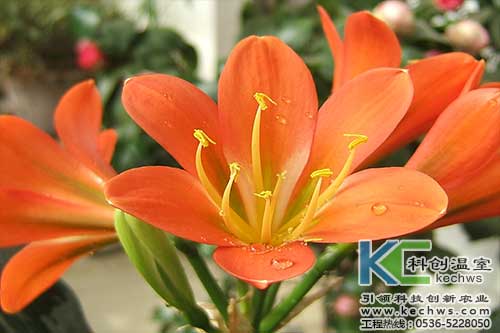 無土栽培，無土栽培技術(shù)，無土栽培設(shè)備