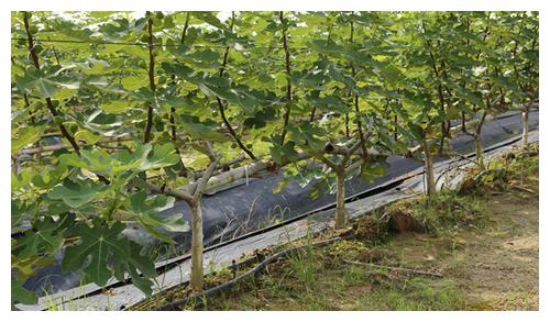 無土栽培,無土栽培技術,無土栽培設備