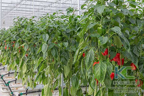 無(wú)土栽培，無(wú)土栽培技術(shù)，無(wú)土栽培設(shè)備