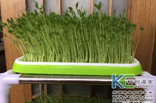 無土栽培,無土栽培技術,無土栽培設備