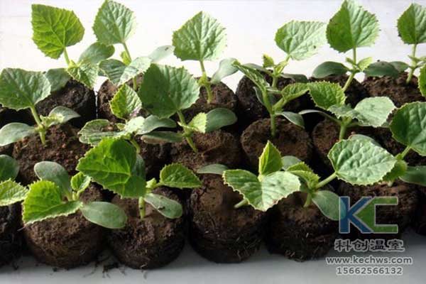 無(wú)土栽培，無(wú)土栽培技術(shù)，無(wú)土栽培設(shè)備