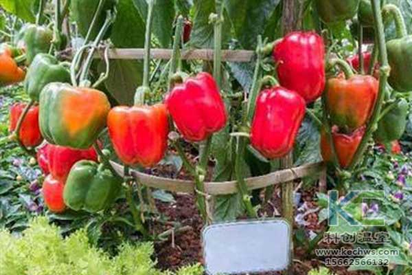 無土栽培，無土栽培技術，無土栽培設備