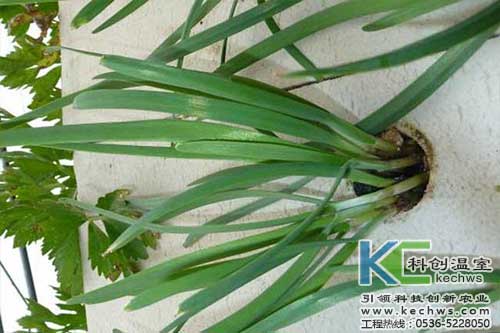 無(wú)土栽培，無(wú)土栽培技術(shù)，無(wú)土栽培設(shè)備