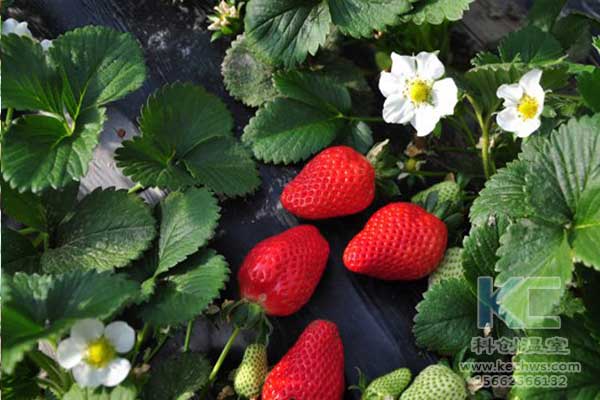 無土栽培，無土栽培技術，無土栽培設備