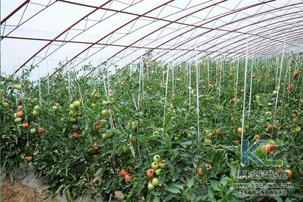 無土栽培，無土栽培技術