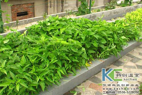 無(wú)土栽培,無(wú)土栽培技術(shù),無(wú)土栽培設(shè)備