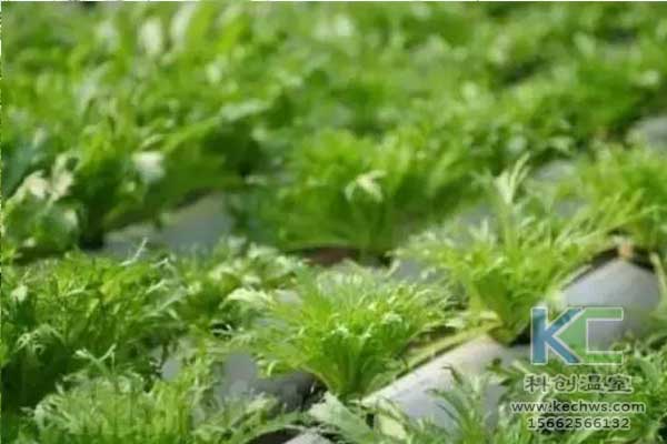 無(wú)土栽培，無(wú)土栽培技術(shù)，無(wú)土栽培設(shè)備