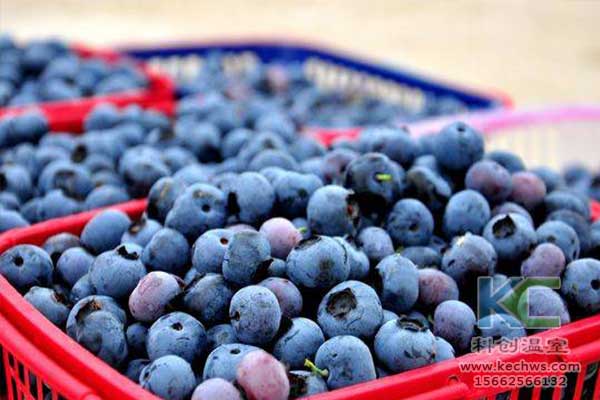 無土栽培，無土栽培技術(shù)，無土栽培設(shè)備