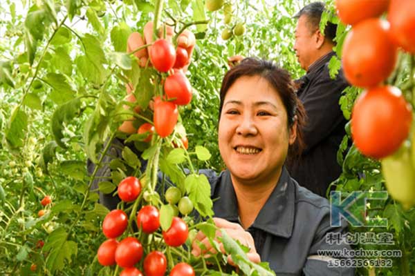 無(wú)土栽培，無(wú)土栽培技術(shù)，無(wú)土栽培設(shè)備