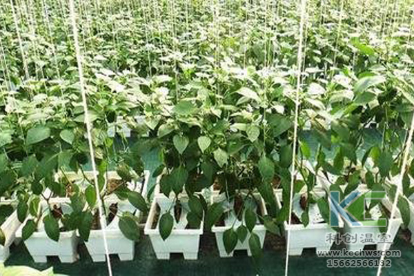 無土栽培技術，休閑農(nóng)業(yè)，無土栽培，溫室大棚