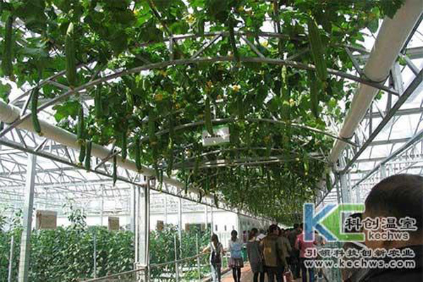 無土栽培,無土栽培技術,無土栽培設備