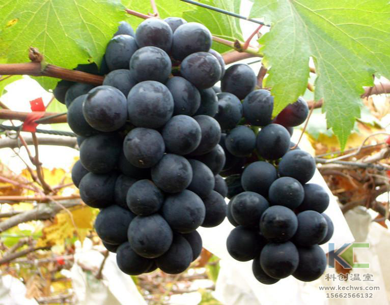 無土栽培，無土栽培技術，無土栽培設備