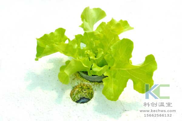 無土栽培，無土栽培技術，無土栽培設備