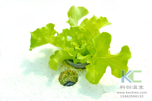 無土栽培,無土栽培技術(shù),無土栽培設(shè)備