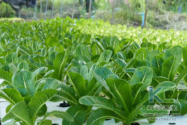 無(wú)土栽培，無(wú)土栽培技術(shù)，無(wú)土栽培設(shè)備