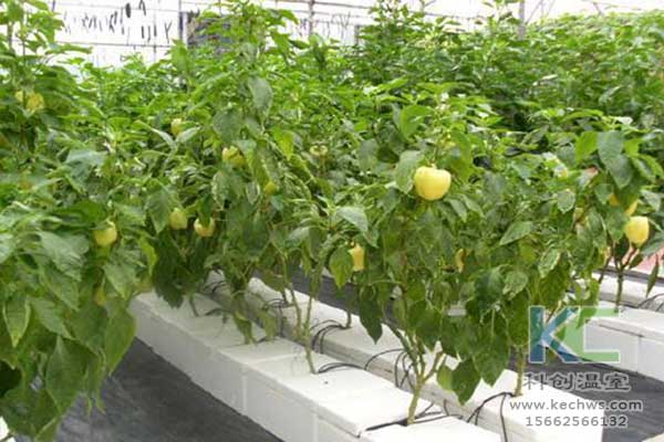 無(wú)土栽培，無(wú)土栽培技術(shù)，無(wú)土栽培設(shè)備