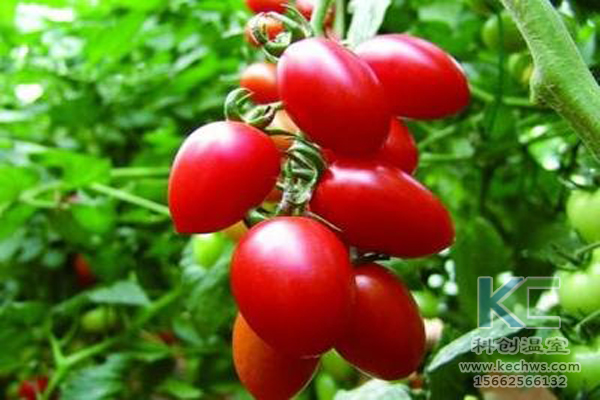 無(wú)土栽培技術(shù)，無(wú)土栽培設(shè)備，無(wú)土栽培，溫室大棚