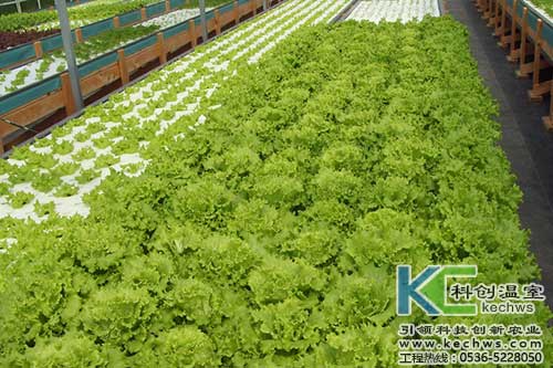 無土栽培，無土栽培技術，無土栽培設備