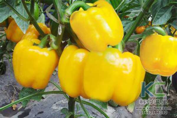 無土栽培，無土栽培技術(shù)，無土栽培設備