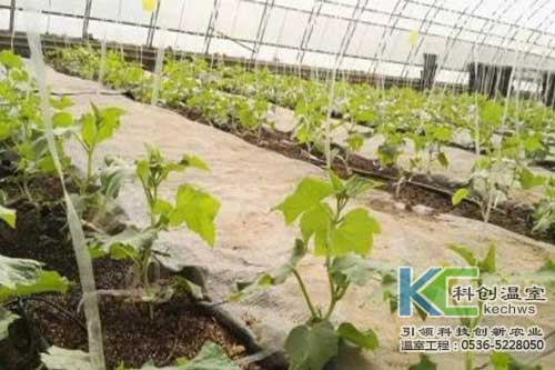 無土栽培，無土栽培技術，無土栽培設備