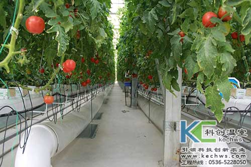 無土栽培,無土栽培技術,無土栽培設備