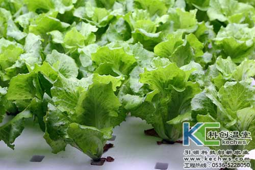 無土栽培,無土栽培技術,無土栽培設備