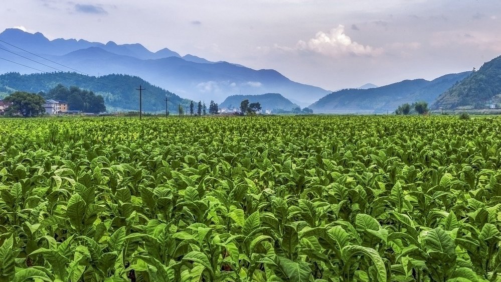 無土栽培,無土栽培技術(shù),無土栽培設(shè)備