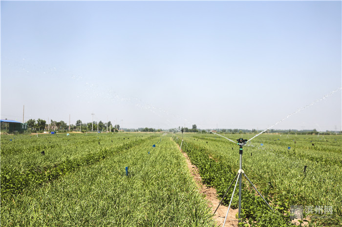 無土栽培,無土栽培技術(shù),無土栽培設(shè)備