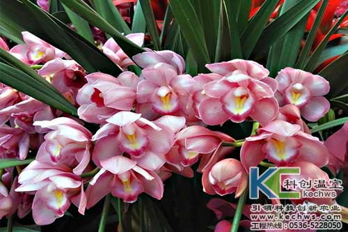 無(wú)土栽培，無(wú)土栽培技術(shù)，無(wú)土栽培設(shè)備