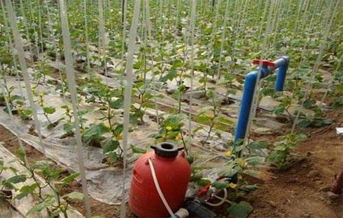 無土栽培，無土栽培技術，無土栽培設備