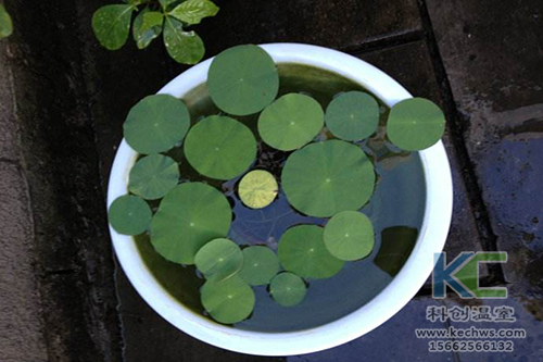 無土栽培，無土栽培技術(shù)，無土栽培設(shè)備