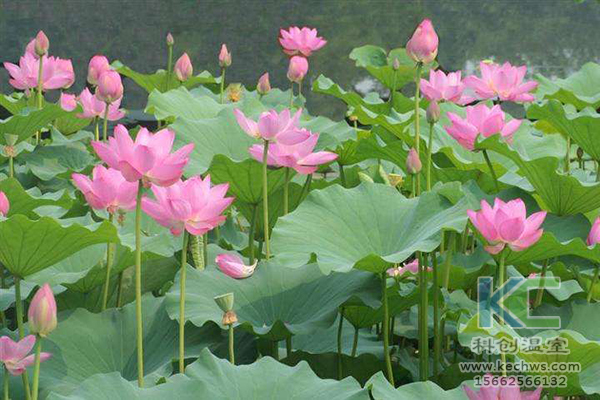 無土栽培，無土栽培技術，無土栽培設備