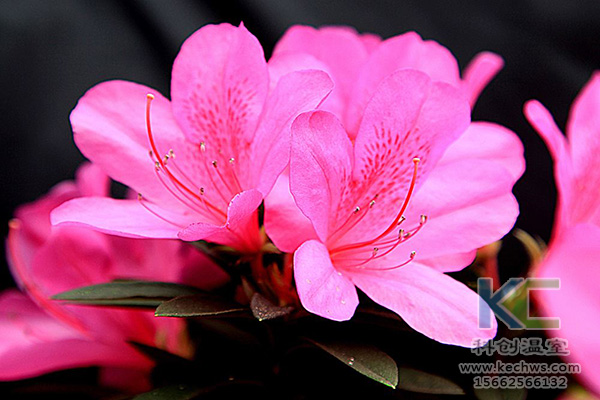 無土栽培，無土栽培技術，無土栽培設備