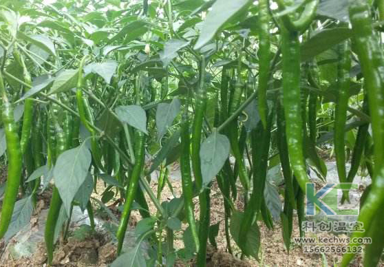 無土栽培，無土栽培技術(shù)，無土栽培設(shè)備