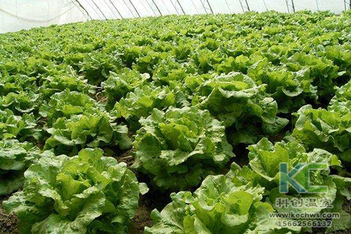 無土栽培，無土栽培技術，無土栽培設備