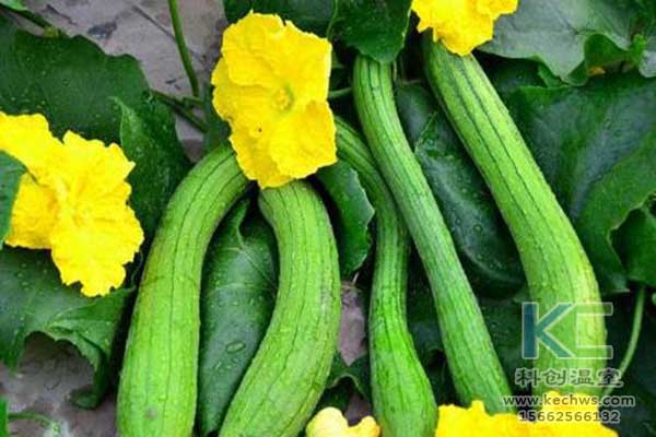 無土栽培,無土栽培技術,無土栽培設備