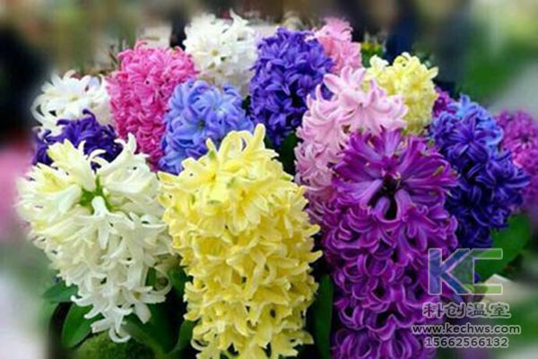 無土栽培，無土栽培技術，無土栽培設備