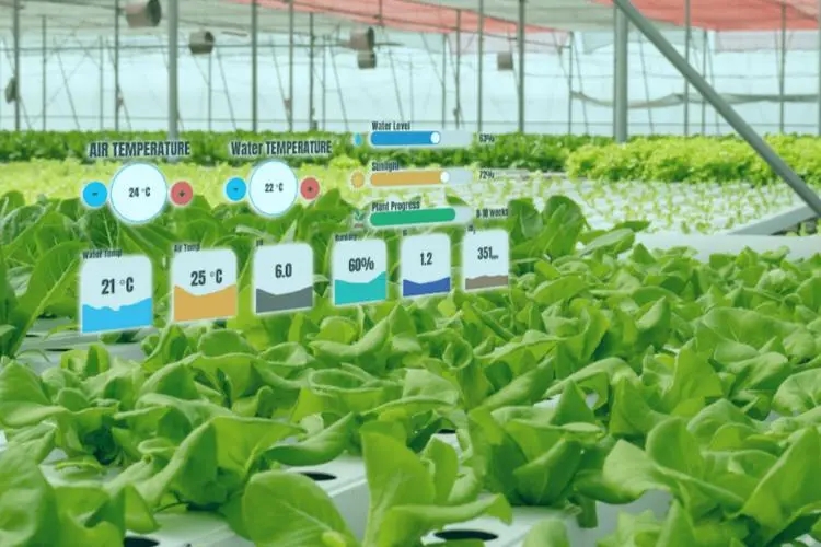 無(wú)土栽培，無(wú)土栽培技術(shù)，無(wú)土栽培設(shè)備