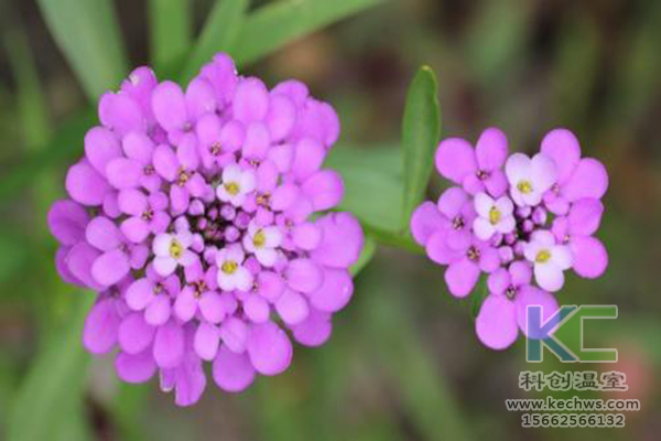 無土栽培，無土栽培技術，無土栽培設備