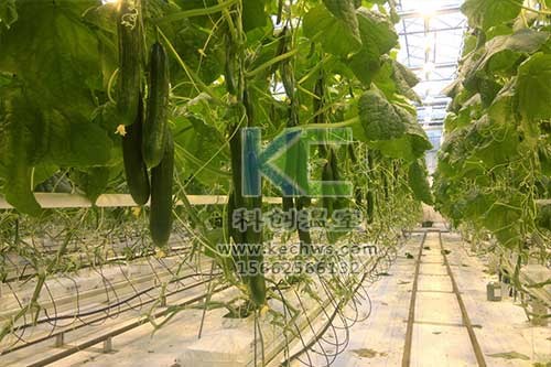無土栽培，無土栽培技術(shù)，無土栽培設(shè)備