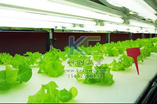 無土栽培，無土栽培技術(shù)，無土栽培設(shè)備