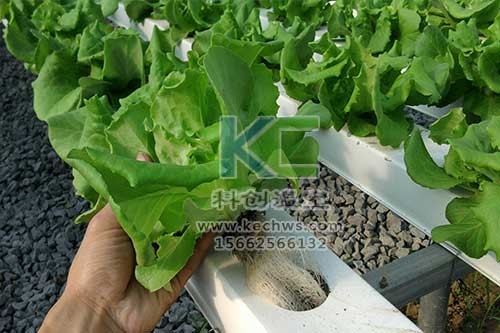 無土栽培,無土栽培技術(shù),無土栽培設(shè)備